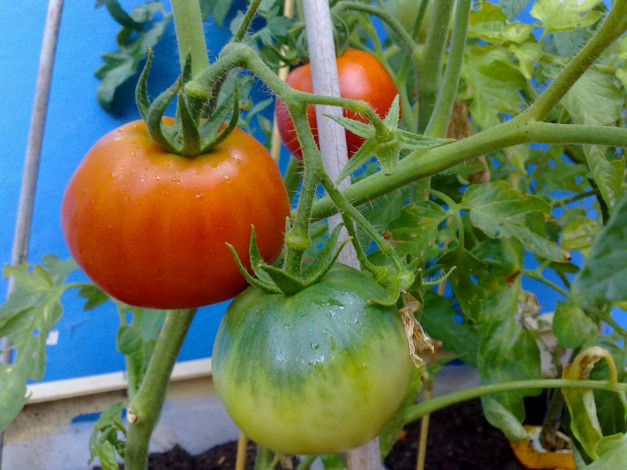 Обои картинки фото природа, плоды, помидор, листья, томаты