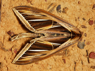 Картинка животные бабочки усики макро бабочка крылья itchydogimages моль