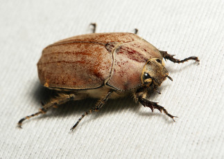 Картинка животные насекомые жук макро насекомое itchydogimages