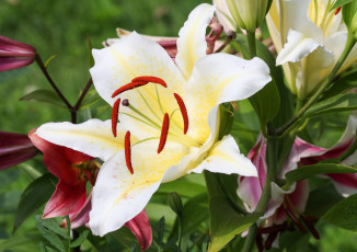 Картинка цветы лилии +лилейники petals лепестки цветение lily bloom