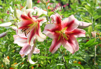 Картинка цветы лилии +лилейники lily лепестки цветение petals bloom