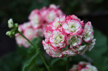 Картинка цветы герань цветение нежность лепестки цветки