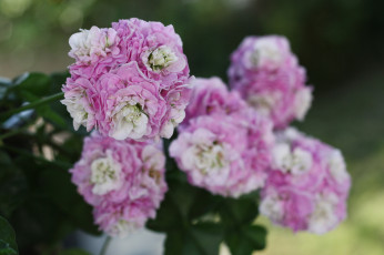 Картинка цветы герань нежность цветение цветки лепестки