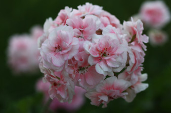 Картинка цветы герань нежность цветение лепестки цветки