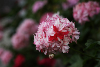 Картинка цветы герань нежность цветение лепестки цветки