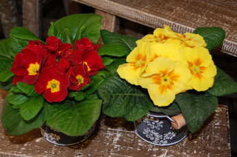 Картинка цветы примулы primula примула красная желтая кустик