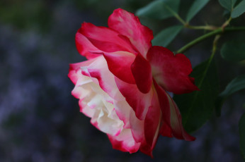 Картинка цветы розы blossoms роза leaves rose bud petals цветение листья бутон лепестки