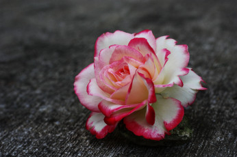 Картинка цветы розы leaves bud rose blossoms цветение листья лепестки бутон роза petals