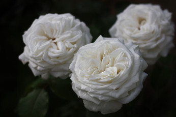 Картинка цветы розы роза розовая цветение лепестки листья