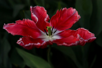 Картинка цветы тюльпаны цветение разноцветные много лепестки