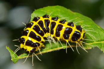 Картинка животные гусеницы лист гусеница макро itchydogimages
