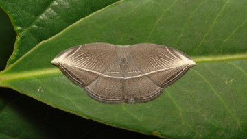 Картинка животные бабочки макро крылья itchydogimages насекомое бабочка