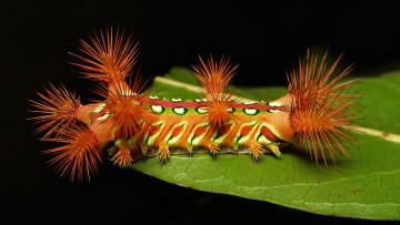 Картинка животные гусеницы гусеница лист макро itchydogimages