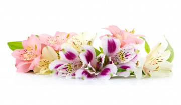 Картинка цветы альстромерия альстромерии много