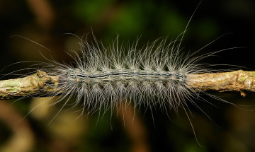Картинка животные гусеницы веточка гусеница макро itchydogimages мохнатая