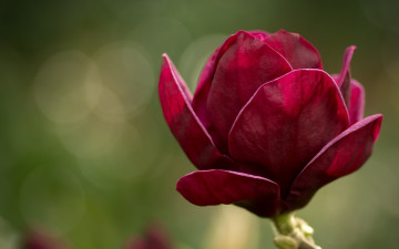 Картинка цветы магнолии лепестки