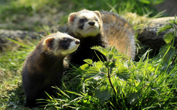 Картинка животные хорьки +куницы +горностаи +ласки +соболи кропива
