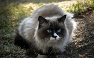 Картинка животные коты кот