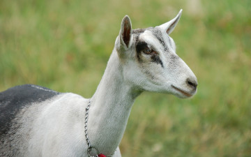 Картинка животные козы коза