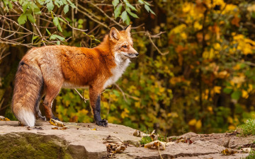 Картинка животные лисы взгляд