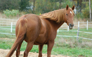 Картинка животные лошади лошадь