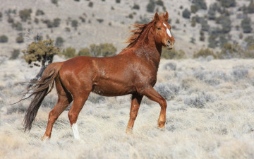 Картинка животные лошади лошадь