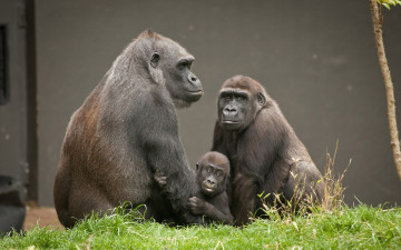 Картинка животные обезьяны семья