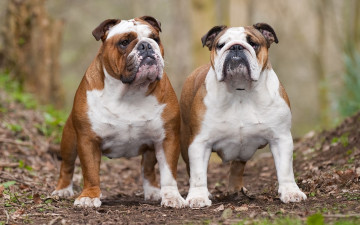 Картинка животные собаки взгляд