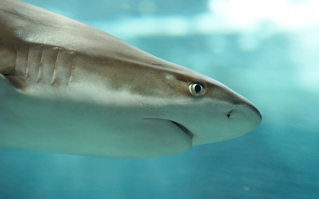 Обои картинки фото животные, акулы, акула