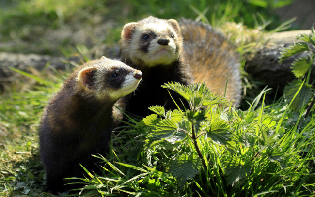 Обои картинки фото животные, хорьки,  куницы,  горностаи,  ласки,  соболи, кропива