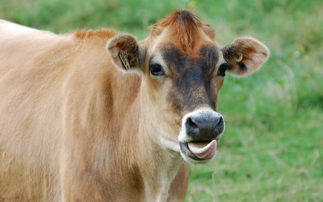 Обои картинки фото животные, коровы,  буйволы, корова