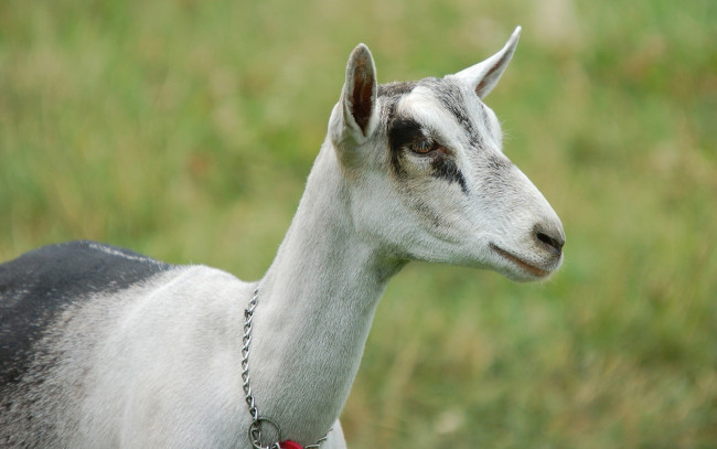 Обои картинки фото животные, козы, коза