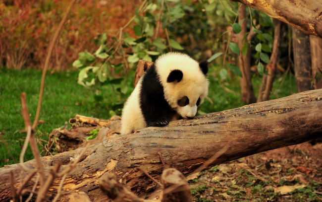 Обои картинки фото животные, панды, панда