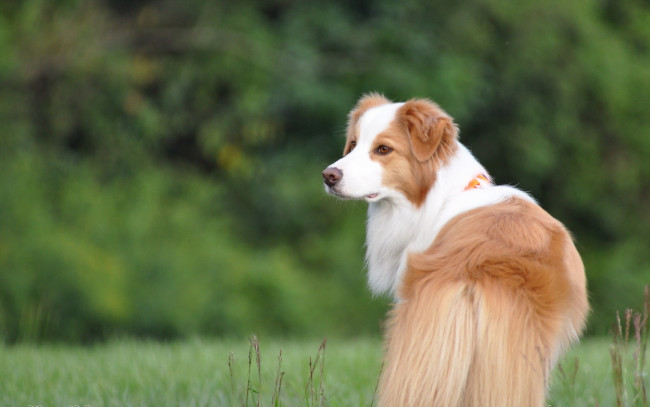 Обои картинки фото животные, собаки, рыжый, взгляд