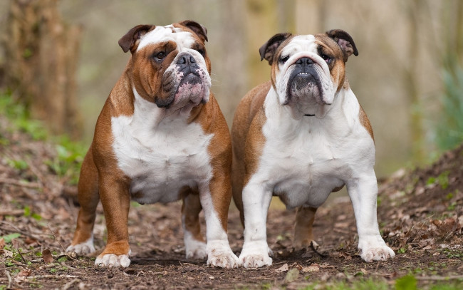 Обои картинки фото животные, собаки, взгляд