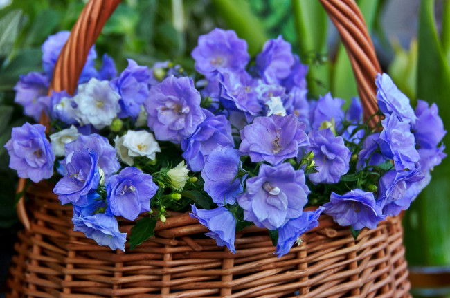 Обои картинки фото цветы, колокольчики, охапка, корзина