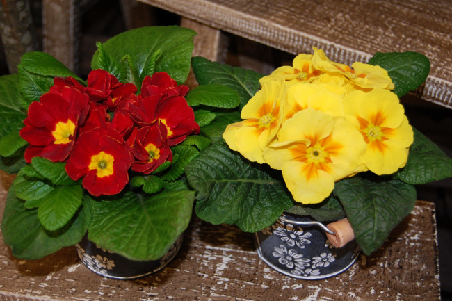 Обои картинки фото цветы, примулы, primula, примула, красная, желтая, кустик