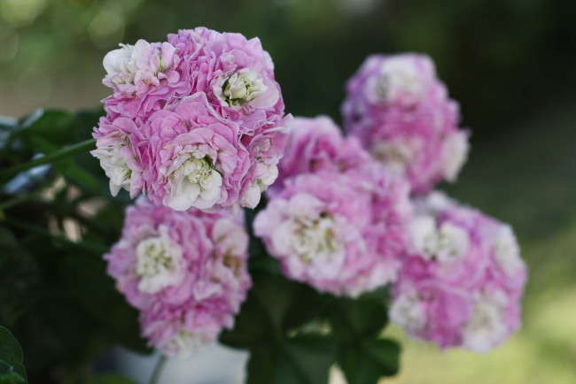 Обои картинки фото цветы, герань, нежность, цветение, цветки, лепестки