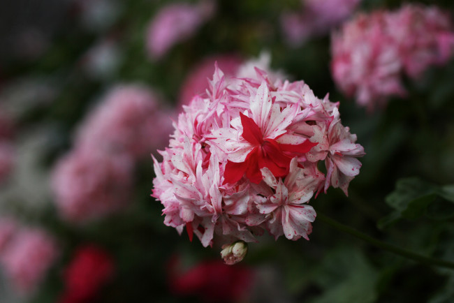 Обои картинки фото цветы, герань, нежность, цветение, лепестки, цветки