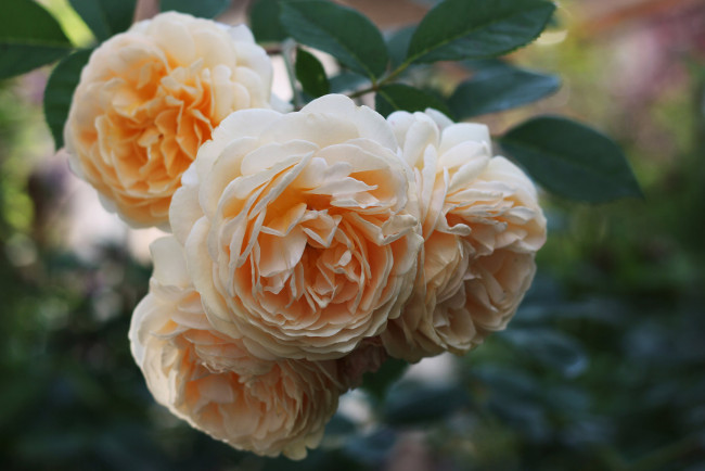 Обои картинки фото цветы, розы, цветение, листья, leaves, petals, bud, rose, бутон, blossoms, роза, лепестки