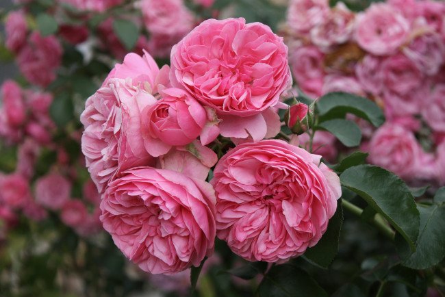 Обои картинки фото цветы, розы, leaves, petals, лепестки, листья, цветение, rose, bud, бутон, blossoms, роза