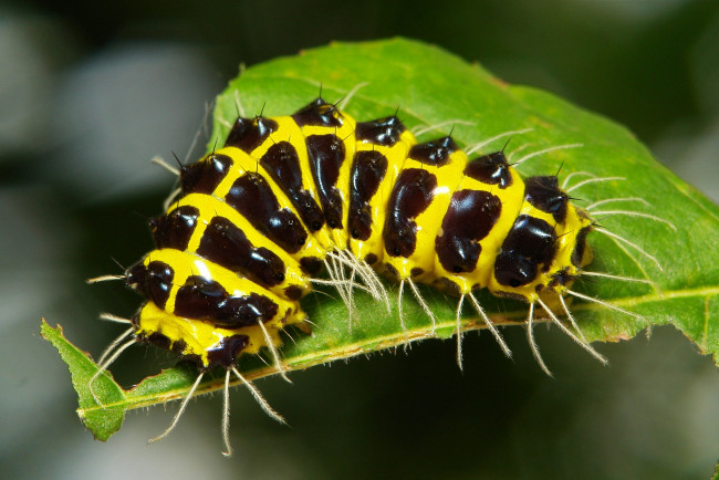 Обои картинки фото животные, гусеницы, лист, гусеница, макро, itchydogimages