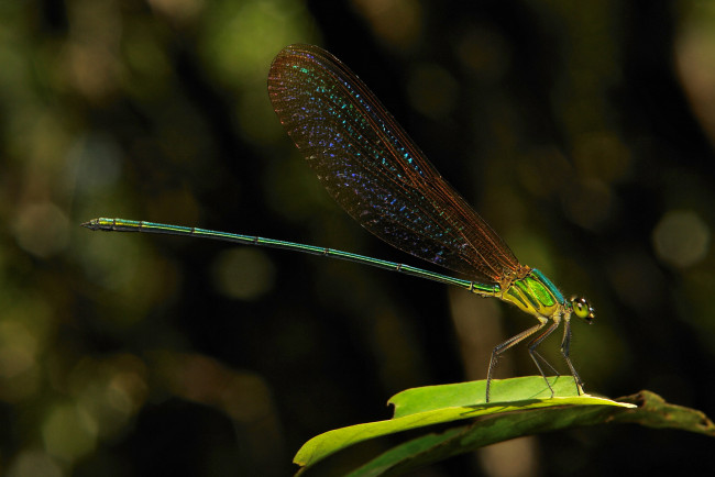 Обои картинки фото животные, стрекозы, крылья, стрекоза, макро, itchydogimages