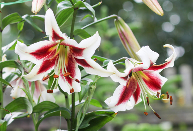 Обои картинки фото цветы, лилии,  лилейники, лилия, бутоны, цветение