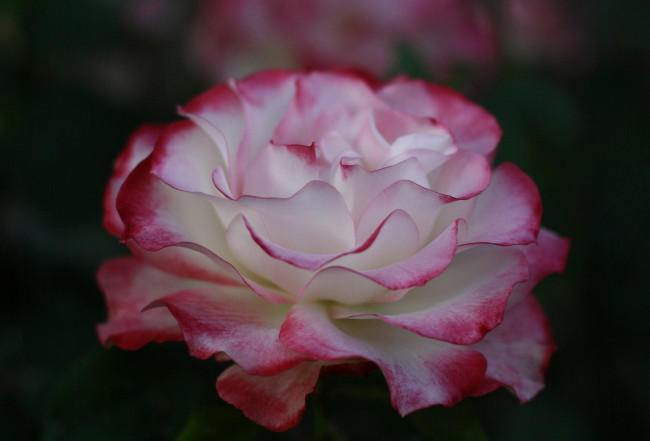 Обои картинки фото цветы, розы, бутон, лепестки, blossoms, роза, leaves, petals, bud, rose, цветение, листья