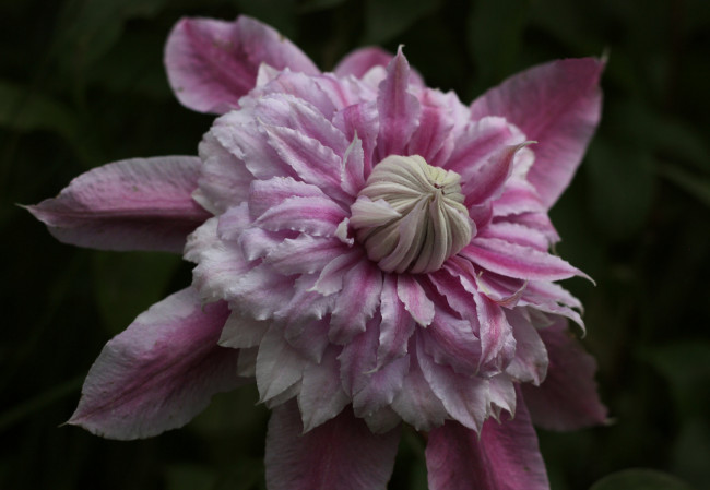 Обои картинки фото цветы, клематис , ломонос, капли, макро, клематис