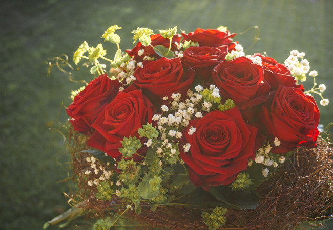 Обои картинки фото цветы, розы, листья, petals, лепестки, bud, бутон, роза, rose, цветение, blossoms, leaves