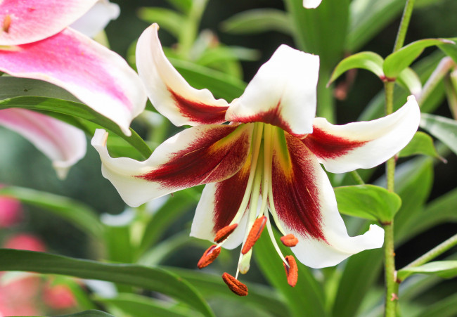 Обои картинки фото цветы, лилии,  лилейники, bloom, petals, lily, цветение, лепестки