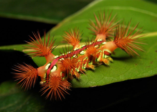 Обои картинки фото животные, гусеницы, лист, макро, john, horstman, гусеница, itchydogimages
