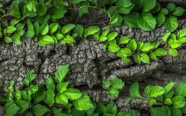 Обои картинки фото природа, листья, зеленые, дерево, кора